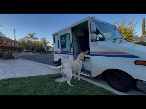 Detrás de escena de la vida de un perro viral