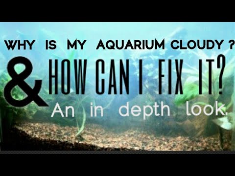 Why is my Aquarium Cloudy? The Real Reason Your Fishtank Water Looks Foggy & How to Fix, or Stop It
