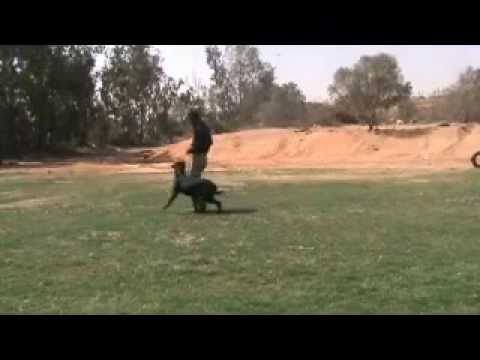 Jerry - Companion Dog Training - Eastwind Academy