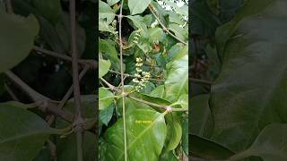 Download lagu ini bunga apa ? #nature #flower #bungamelinjo #tanamanpangan mp3