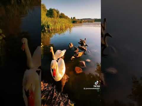 ميادة الحناوي أنا مخلصالك