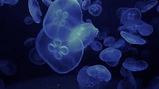 Stéphane Jordan : Vénus de Chlorophylle