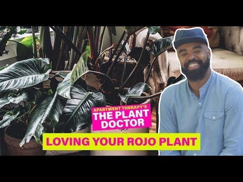 download lagu mp3 mp4 Philodendron With Red Flower, download lagu Philodendron With Red Flower gratis, unduh video klip Philodendron With Red Flower