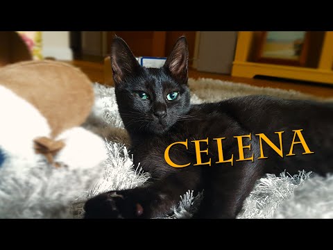 Celena the Russian Black