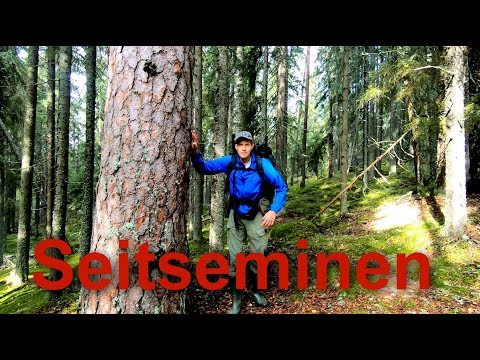 Seitsemisen suurin mänty. Seitsemisen Kansallispuisto retki