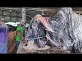 Big Cow Farm In Bangladesh Al Madina Farm Big Big Cow