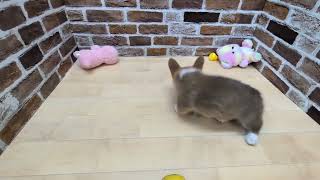 コーギーの動画01