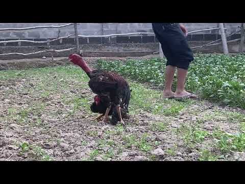 #лайк #подпишись хуруз чанг 15 апрель 2025