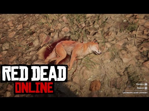 Red dead online [Naturalist] Legendarny czerwony kojot