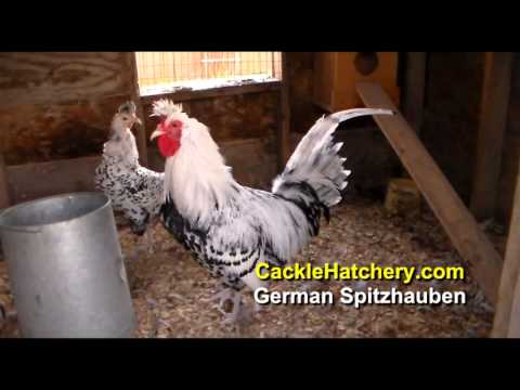 , title : 'Silver Spangled German Spitzhauben Chicken Breed (Breeder Flock) | Cackle Hatchery'