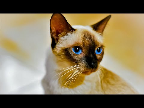 How to breed your siamese cat-1