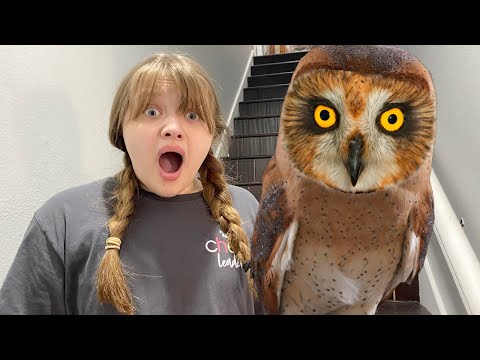 The Legend of the Owl Witch – What We Saw!