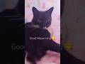 Super Cute Meows From My Tuxie Girl🩷 Catsofyoutube Catshorts Meow Cats Cutecat Tuxedocat