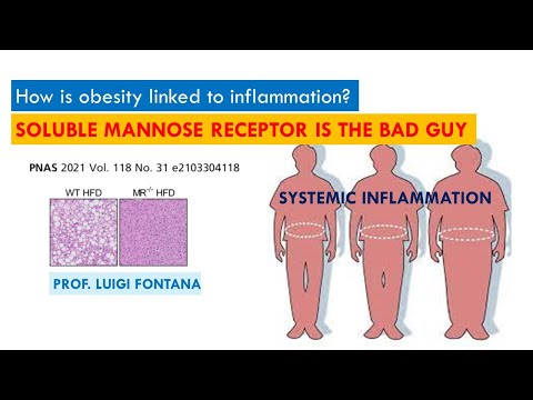 Soluble mannose receptor induces proinflammatory macrophage activation and metaflammation | PNAS 21