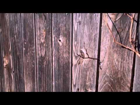download lagu mp3 mp4 How To Make Whitewash Paint For Wood Fence, download lagu How To Make Whitewash Paint For Wood Fence gratis, unduh video klip How To Make Whitewash Paint For Wood Fence