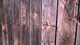 How to paint an old wood picket fence.