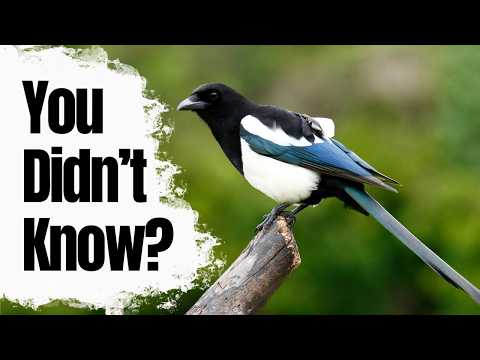 Most People Don't Know These Magpie Facts