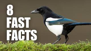 Fascinating Facts about Magpies!