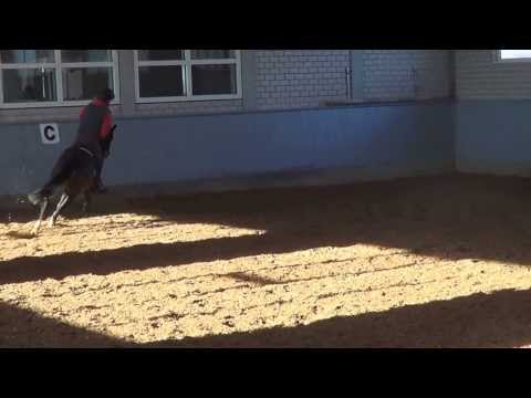 Contalique, Stute 5jährig, Contendro I x Landstreicher x Lancer III