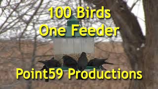 100 Birds, 1 Feeder