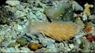 preview picture of video 'Berghia norvegica nudibranch'
