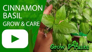 Cinnamon basil plant - grow & care (Unique taste)