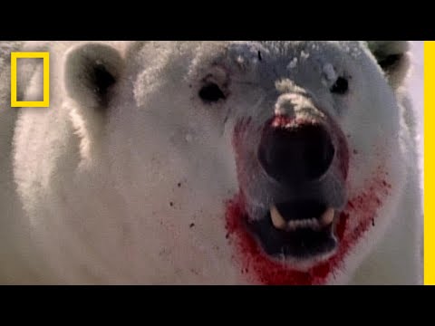 ホッキョクグマは寒さの中でどうやって生き延びるのか