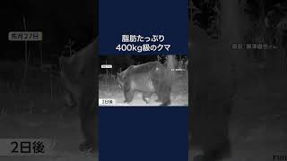 脂肪たっぷりの“400kg級”ヒグマが出現　北海道 #shorts