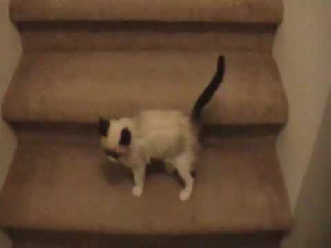 Noisy Ragdoll Kitten Doesn't Like Being Left Alone