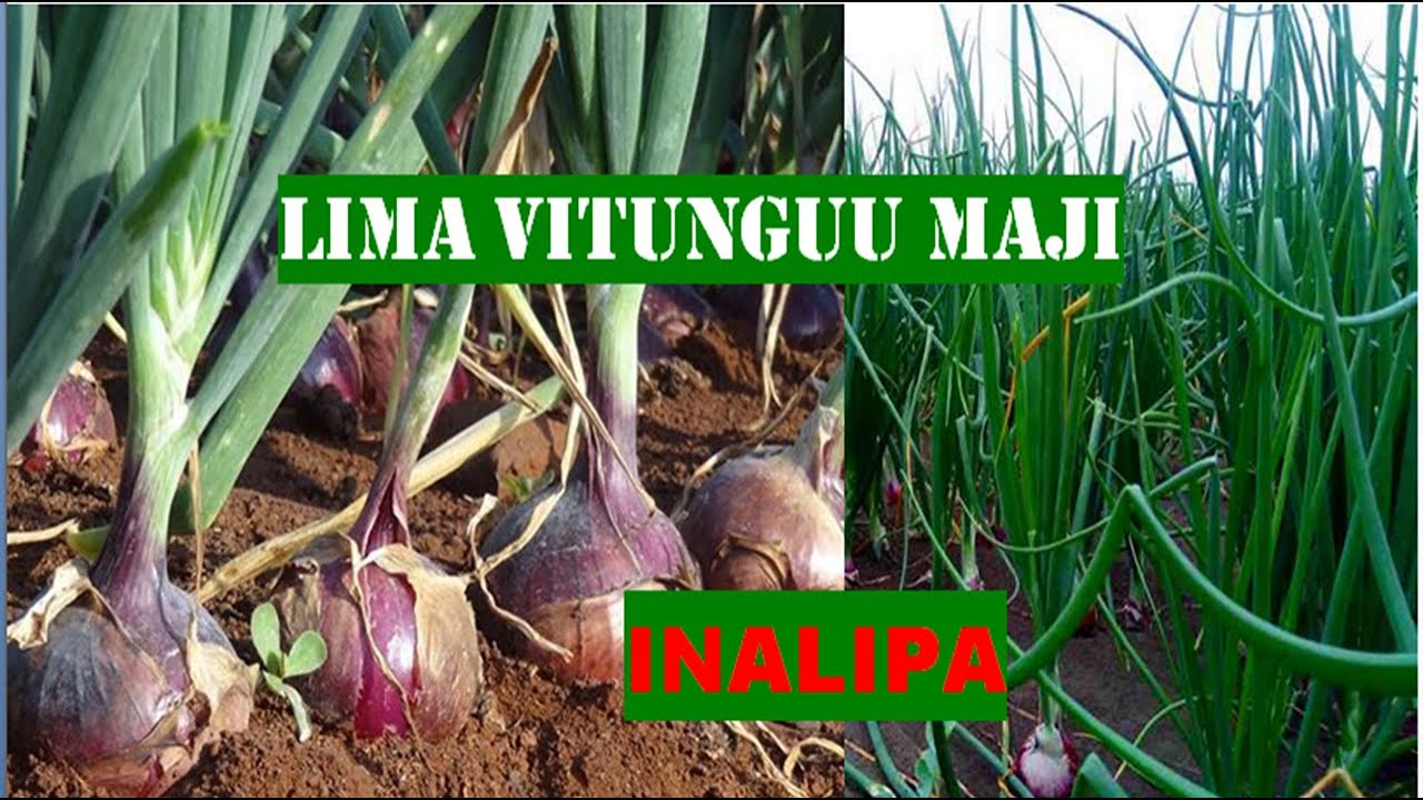 MAMBO YA KUZINGATIA KWA KILIMO BORA CHA VITUNGUU MAJI 2021