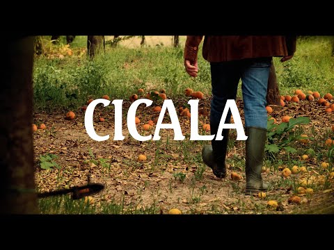 R.A.M.O.N.N. - Cicala (Official Video)