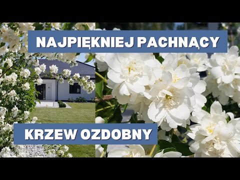 The most beautifully scented ornamental shrub for a small garden: Jasmine 'Virginal' #shrubs #gar...