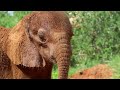 Rescue of Orphaned Elephant Doldol | Sheldrick Trust