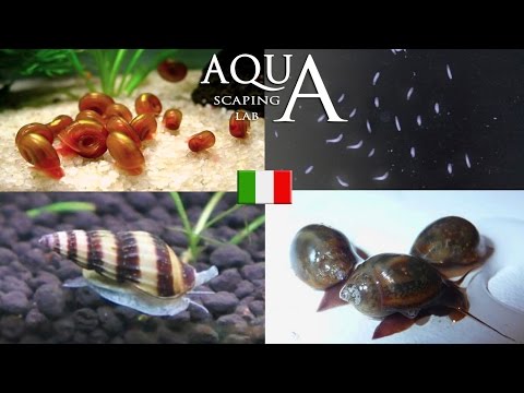 Aquascaping Lab - Parassiti in Acquario, eliminazione Planorbis,Physa,Melanoides,Acroloxus,Planarie