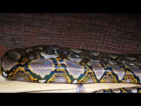 Zimmer Service. Da gehört sauber gemacht im Netzpython Terra.