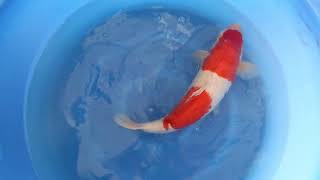 video van Nidan Kohaku 2509001