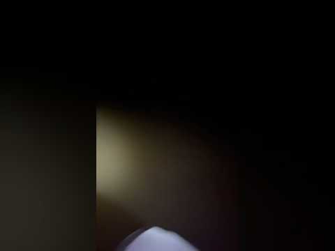 Short-tailed River Stingray +500lb (+230kg)