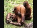 video-mesum-ariel-cut-tari-terbaru.wmv - YouTube