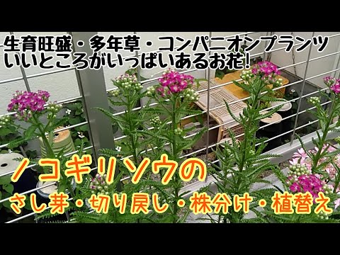 芝生でノコギリソウと戦う トピックス