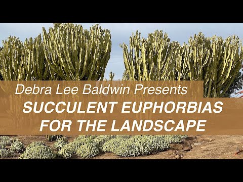 Large Succulent Euphorbias for Gardens & Landscapes