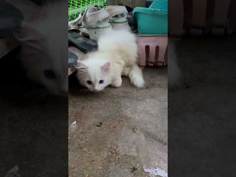 Itna cute cats dekha hey#Persiancutecats#follow #catsofyoutube