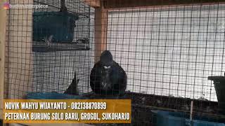 preview picture of video 'PETERNAK BURUNG 234 ASAL SOLOBARU, GROGOL, SUKOHARJO - NOVIK WAHYU WIJAYANTO - 082138870899 - 280818'