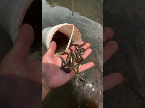 Why baby catfish released like this? #shorts