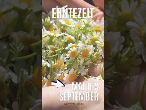 Die gute alte echte Kamille