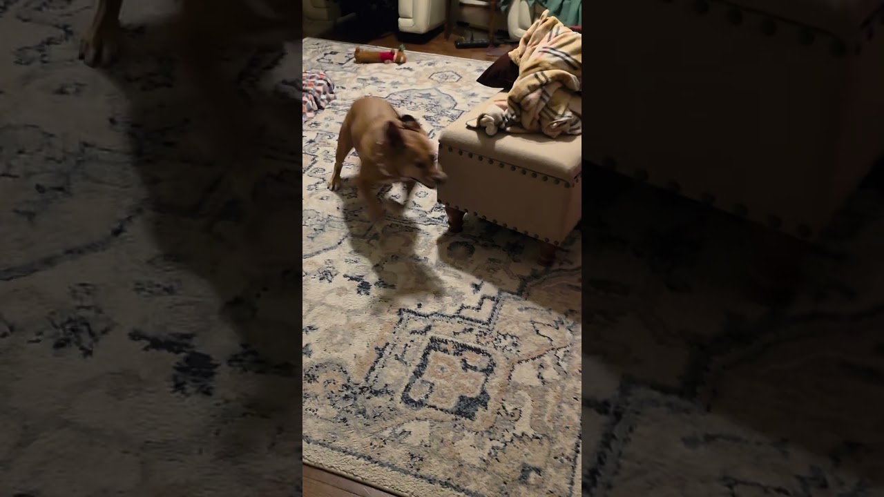 Enlarge Giblet, a Adoptable mixed breed in Fairfax, VA video 5/6