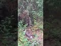 Tiger Attack Bandhavgarh National Park