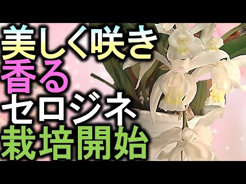 セロジネについて詳しく解説