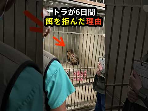 6日間食べなくなった虎…理由を知り飼育員は涙した #虎 #感動 #動物の絆