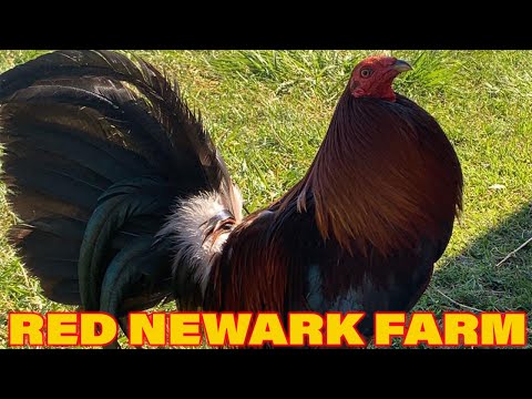 Red Newark Farm Tony Mtz - Beautiful Birds