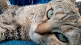 Download lagu Laya , reine des câlins😻👑🥰Laya , queen of cuddles mp3 Download lagu Laya , reine des câlins😻👑🥰Laya , queen of cuddles mp3